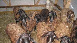 Разведение овец и баранов в домашних условиях: рекомендации для начинающих