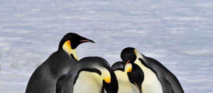 Где обитают пингвины. Как живут пингвины